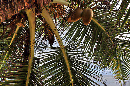 热带天堂伊兰岛海滩上美丽的棕榈树太阳叶子植物晴天树木天空棕榈手掌假期蓝色图片