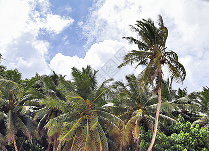 热带天堂伊兰岛海滩上美丽的棕榈树假期椰子晴天植物太阳天空棕榈树叶蓝色蓝天图片