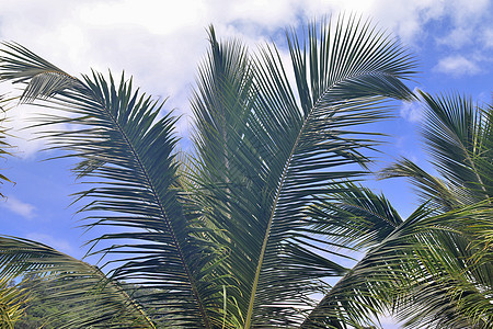 热带天堂伊兰岛海滩上美丽的棕榈树情调手掌异国树木树叶蓝色蓝天叶子晴天天空图片