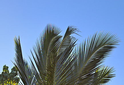 热带天堂伊兰岛海滩上美丽的棕榈树蓝天情调蓝色树木天空假期棕榈植物叶子晴天图片