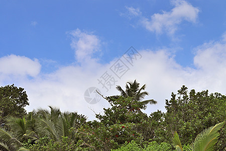 热带天堂伊兰岛海滩上美丽的棕榈树旅行蓝色植物树木手掌蓝天天空晴天假期太阳图片