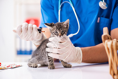 在动物医院对小猫进行检查的兽医护士宠物诊所实验室疫苗男人考试病人注射器专家图片