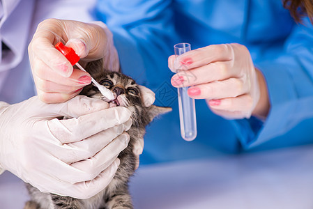 兽医诊所检查小猫的医生和助理护士专家医院从业者治疗拭子药品棉布同事猫咪图片