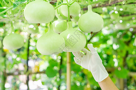 紧紧的手握着绿色瓶头软膏或卡拉巴什果酱的妇女婴儿伴侣季节壁球热带葫芦生活营养食物图片