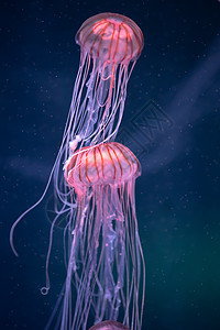 太平洋下水层发光的克丽萨奥拉舞蹈海洋水族馆生活动物野生动物蓝色异国夫妻粒子图片