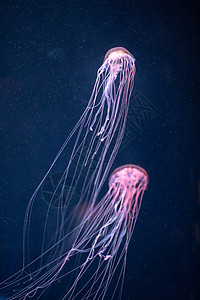 太平洋下水层发光的克丽萨奥拉水族馆动物生活触手情调舞蹈海洋生物夫妻辉光图片