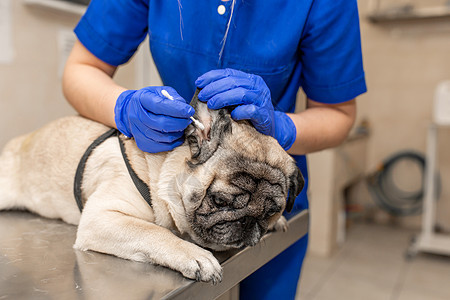 年轻专业女兽医医生 在兽医诊所中清除小狗耳朵的清洁性妇科医生图片