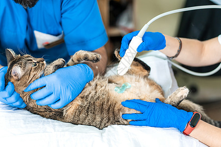 宠物医生兽医通过对家猫的超声波检查进行兽医检查腹部职业扫描器机器扫描医生医院诊断怀孕助手背景