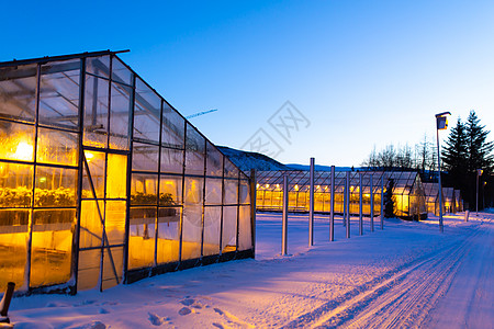冬季种植植物的工业温室 单位 千斤顶苗圃活力热能水培绿色植物收成配种农场农业园艺图片