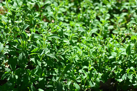 斯捷维亚雷巴迪安娜贝尔托尼菊科树叶蛇麻子芳香绿叶植物学苷类健康葡萄糖食物图片