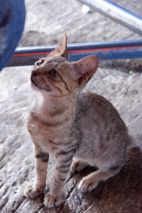 孤单棕色猫坐在地上荒野动物虎斑院子食肉流浪猫咪休息小猫地面图片