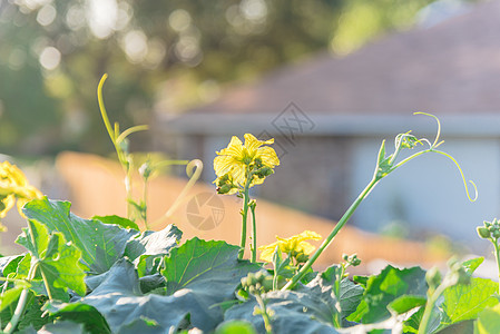 美国得克萨斯州达拉斯附近自制花园的Pergola 有机Luffa工厂水果竹子蔬菜凉棚后院绿色秋葵栅栏种植园登山者图片