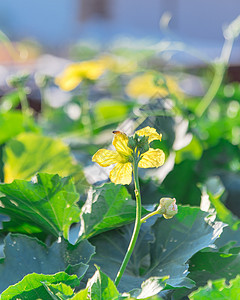 美国得克萨斯州达拉斯附近自制花园的Pergola 有机Luffa工厂结构栅栏生长树叶种植园后院水果竹子凉棚登山者图片