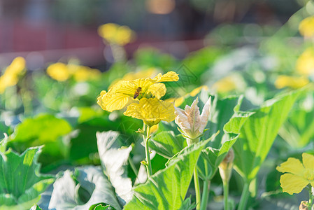 美国得克萨斯州达拉斯附近的本土花园培格拉种植的开阔露法植物授蜜蜂授粉黄花蔬菜凉棚秋葵登山者水果栅栏竹子后院叶子图片