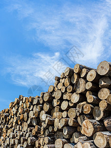 木柴堆木材活力森林资源环境乡村松树林业日志生态图片