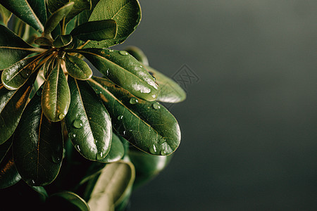 带水滴的绿色植物和带复制空间的黑色背景树叶棕榈绿色叶子热带生活墙纸植物群曲线植物图片