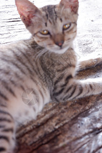 孤单棕色猫坐在地上流浪休息毛皮食肉猫科动物院子荒野头发眼睛图片