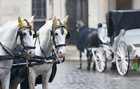 维也纳的石化石板马和马车历史教练历史性车轮车辆文化动物旅游旅行街道图片
