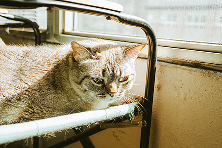 在阳光明媚的白天坐在椅子上躺着的小灰猫图片