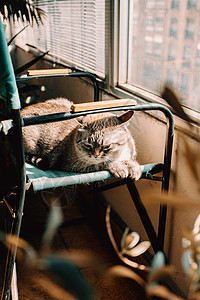 阳光明媚的一天 美丽的灰猫在窗户旁边的椅子上躺着图片