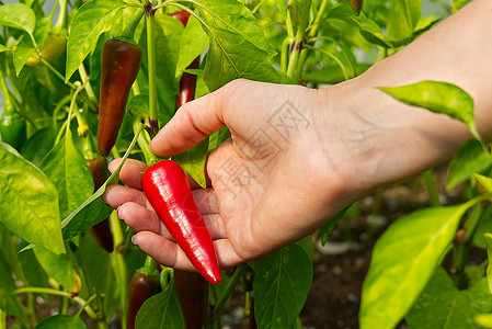园丁检查手头红胡椒的质量 家庭园艺概念 在温室里种植的灌木丛上生长着成熟的红辣椒蔬菜收成栽培味道香料菜园厨房水果农场农业图片