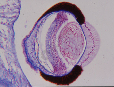50x 显微镜下的纵向眼球50动物鸢尾花药品宏观角膜细胞红色光学组织学棕色图片
