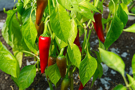 成熟的红辣椒 在温室灌木丛里生长烹饪园艺味道辣椒植物衬套水果蔬菜香料收成图片