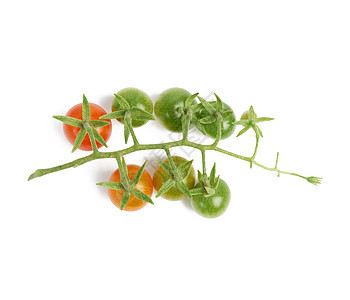 长着绿色和红果樱桃西红柿的树枝植物食物收成沙拉饮食水果蔬菜生产营养农业图片