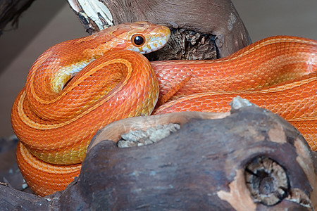 近距离拍摄宠物橙黄色条纹玉米蛇的肖像图片