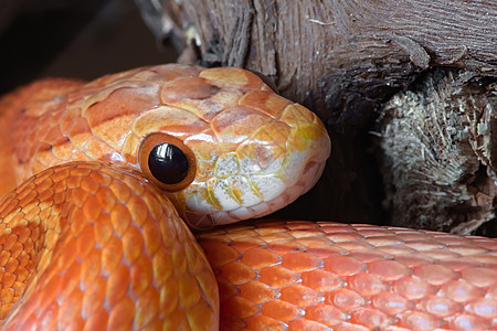 超级巨集特写了宠物玉米蛇的面孔 挖出来图片