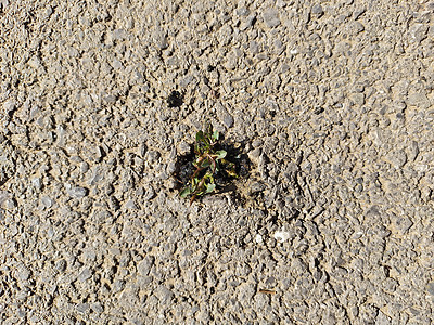 自然的力量 在沥青路面上不断膨胀的发芽树叶幼苗宏观地面生长生活笨蛋植物群裂缝植物图片