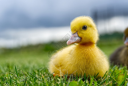 刚出生的小鸭子在后院的绿草地上行走 阳光明媚的日子里 黄色可爱的小鸭子在草地上奔跑婴儿家禽农场新生动物小鸡荒野野鸟横幅花园图片