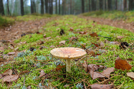蘑菇在森林里以绿苔为生图片