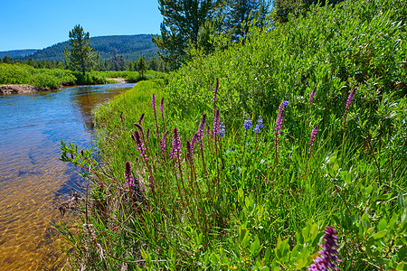 紫色和在河边生长b镜片药品摄影叶子老虎假期生物自由眼睛风景图片