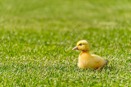 刚出生的小鸭子在后院的绿草地上行走 阳光明媚的日子里 黄色可爱的小鸭子在草地上奔跑花园鸭子场地动物家禽家园宠物横幅野生动物羽毛图片