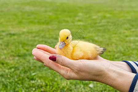 人类手中的新生鸭子将绿草放在紧闭处野生动物宠物孩子小鸡农场幸福动物家禽小鸭子婴儿图片