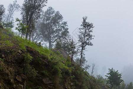 森林中的雾丛林叶子天气情绪魔法季节阴影薄雾苔藓雨林图片