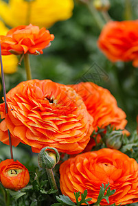 花朵 花朵和细细的花瓣被射中热情周年花田毛茛植物群玫瑰纪念日花园花束雏菊图片