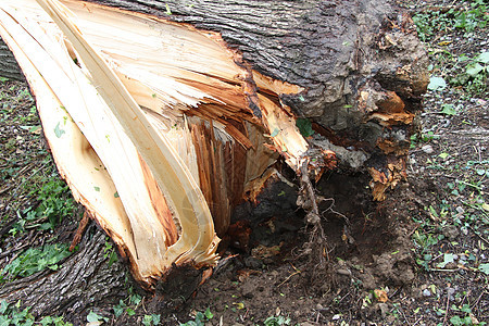 树下有树飓风绿色损害木材危险破坏事故碎片风暴图片