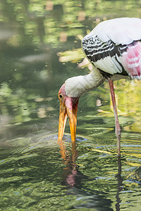 涂漆的斯托克公园白脑迁移动物池塘生活菌群沼泽翅膀移民图片