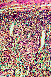 超过100x的小型肠猪组织细胞横截面腺体考试三色宏观染色科学诊断医生图片
