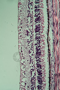 通过视网膜的交叉剖面 100x组织药品眼睛科学医生宏观考试细胞组织学图片