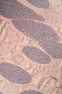 200x 肌肉中的沙子细胞类动物组织学科学疾病细胞考试医生宏观组织药品孢子图片