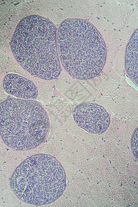 200x 肌肉中的沙子细胞类动物病理疾病孢子组织学药品细胞考试医生宏观科学图片