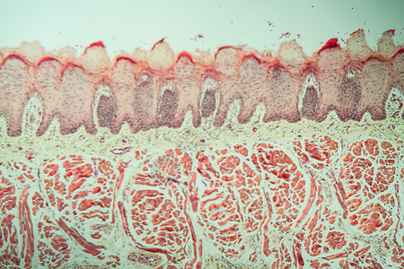 100x以上有味蕾的舌组织舌头专用科学食物宏观乳突诊断医药老兵药品背景图片