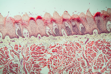 100x以上有味蕾的舌组织诊断考试科学舌头老兵医药药品专用组织学宏观图片