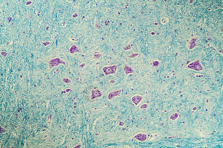显微镜下神经细胞 200x组织药品科学组织学考试宏观诊断图片