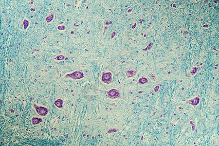 显微镜下神经细胞 200x考试药品组织学组织诊断宏观科学图片
