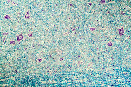 显微镜下神经细胞 200x考试组织组织学药品科学宏观诊断图片