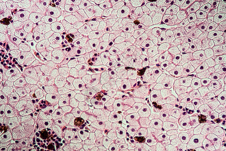 具有肝细胞的Axolot两栖动物 100x组织组织学细胞核科学调查细胞康复考试诊断宏观图片